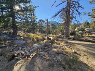 A dirt path with fallen trees and grass

Description automatically generated