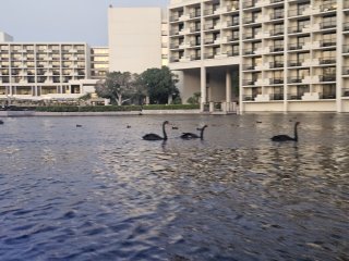 A group of black swans swimming in a lake

Description automatically generated