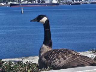 A bird sitting on a ledge by water

Description automatically generated