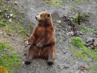 A bear sitting on the ground

Description automatically generated