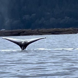 A whale tail in the water

Description automatically generated