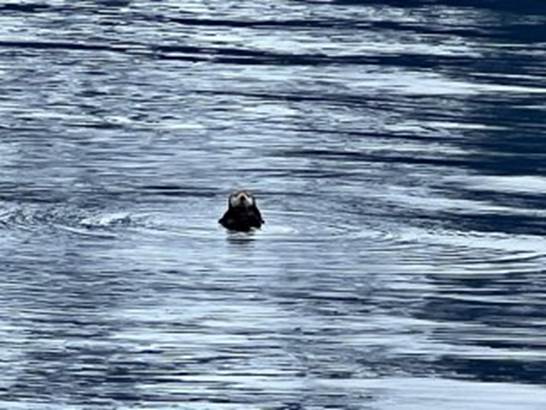 A sea animal swimming in the water

Description automatically generated