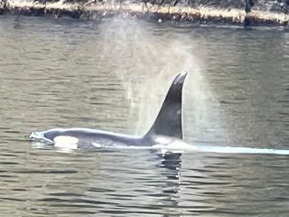 A whale with its fin sticking out of the water

Description automatically generated