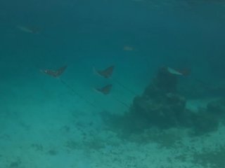 A group of fish swimming under water

AI-generated content may be incorrect.