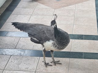 A bird standing on a tile floor

AI-generated content may be incorrect.