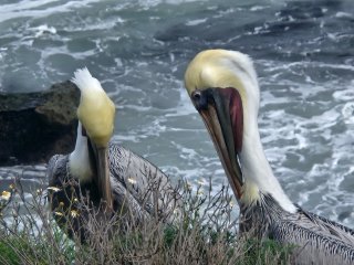 A couple of pelicans on a cliff

Description automatically generated