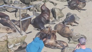 A child lying on the ground with seals

Description automatically generated