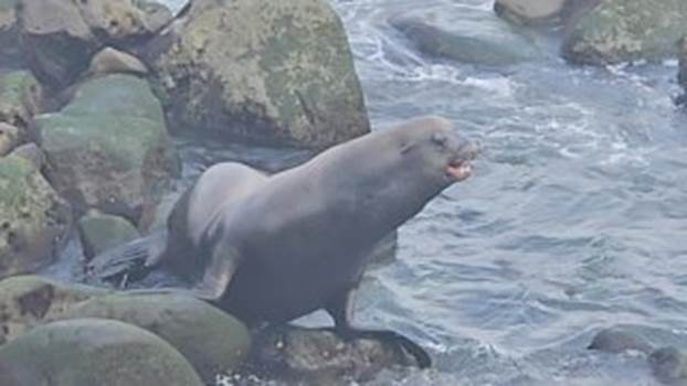 A seal standing on rocks

Description automatically generated