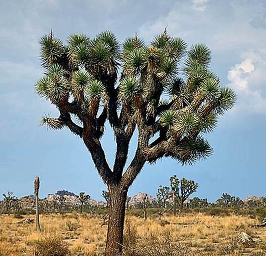 A tree in a desert

Description automatically generated