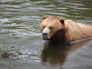 A bear in the water

Description automatically generated