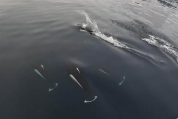 A group of whales swimming in the water

Description automatically generated