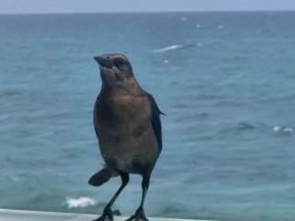 A bird standing on a railing

Description automatically generated