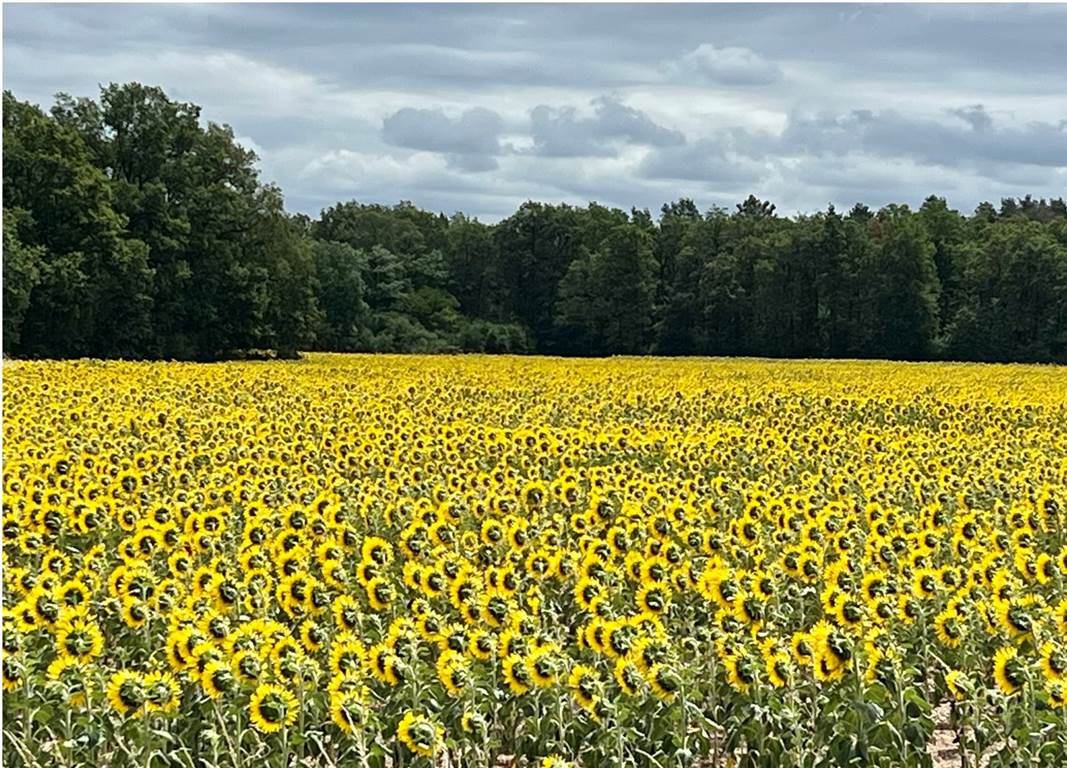 A field of sunflowers with trees in the background with Midewin National Tallgrass Prairie in the background

Description automatically generated